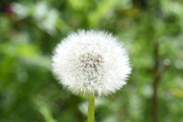タンポポの綿毛