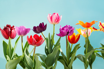 tulips flowers spring background