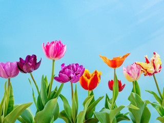 colorful tulips flowers spring background