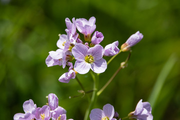 Cuckooflowers in Bloom in Springtime