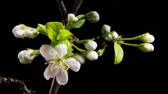 Time lapse of Flowering wite flowers on a black background. Close up. 4K