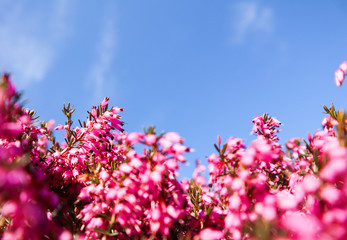 Obraz na płótnie Canvas Beautiful pink flowers in spring against blue sky