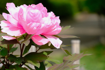 peony flower