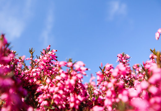 Beautiful pink flowers in spring against blue sky