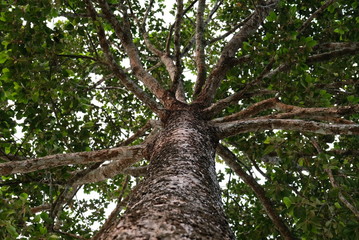 ีunder Dipterocarpus alatus tree.