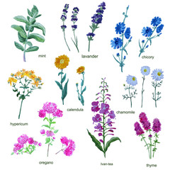 Set of watercolor useful herbs for tea isolated on white background.