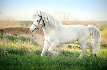 Obraz na płótnie Canvas white pony little horse with blue eyes rides on the field 