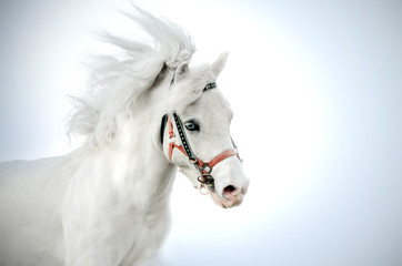 Obraz na płótnie Canvas white pony little horse with blue eyes beautiful portrait on a blue background