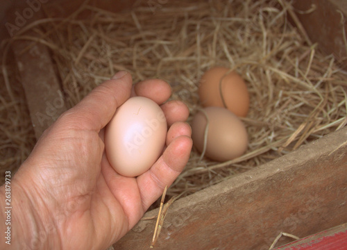 Ramasser Les Oeufs Dans Le Poulailler Stock Photo And Royalty Free