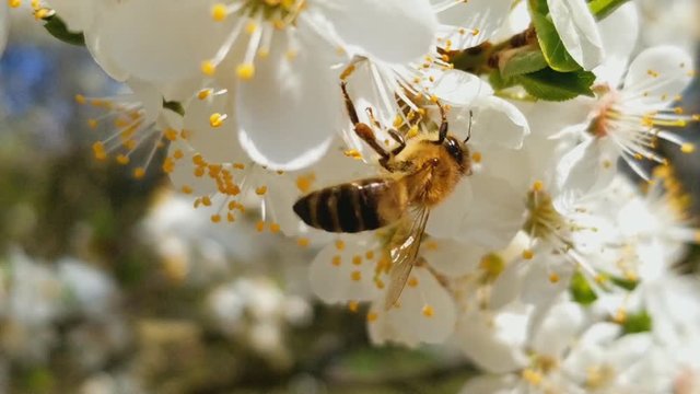 bee collects nectar on the flowers of white blooming apple. Anthophila, Apis mellifera. Close up. No sound