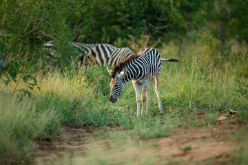 Fototapeta na wymiar Zebra feeding in a field of green