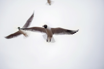 Two big fat seagulls soar in the sky waiting for food. Impudent birds with open wings close up