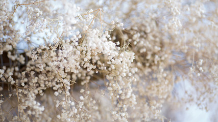 Dried Wildflowers background