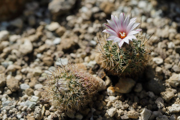 Close-up of rosa blossoming cactus plant with sharp spines