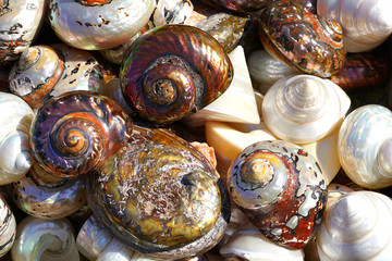Beautiful colorful shells freshly caught in Herakleio