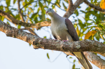 Mountain Imperial Pigeon, Band-tailed Imperial Pigeon In Khao Yai National Park, Thailand
