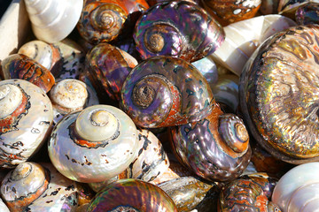Beautiful colorful shells freshly caught in Herakleio