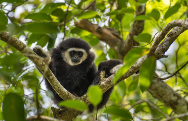Gibbons on trees In Khao Yai National Park, Thailand