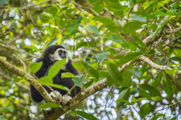 Gibbons on trees In Khao Yai National Park, Thailand
