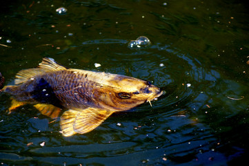 Koi Karpfen Cyprinus carpio im Fischteich