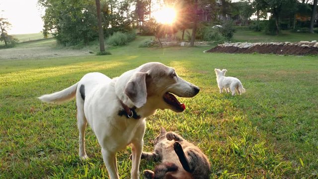 Goofy brown cat playing with her beagle friend as a white dog wanders in the background.