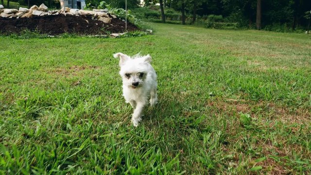 Old white dog walking in the backyard as sunset.