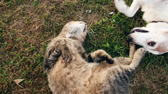 Brown cat and beagle dog laying in the grass and playing.