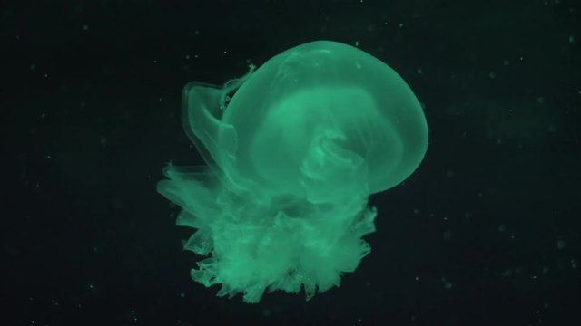 Fixed Shot of Colour Changing Jellyfish in Aquarium
