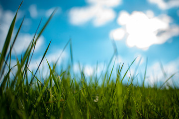 Obraz premium Green Grass Blue Sky