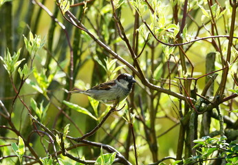 Sperling,Spatz,Sparrow,Singbird