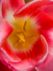Fototapeta na wymiar Beautiful pink tulip close-up
