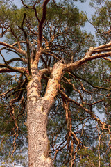 Obraz premium Trunk of an old pine-tree