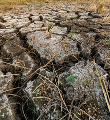 Dry cracked soil ground texture in field