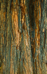 Obraz premium Graphic resources of ancient and aged wood