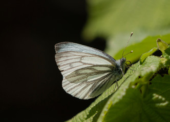 pieris napi - green veined white butterfly