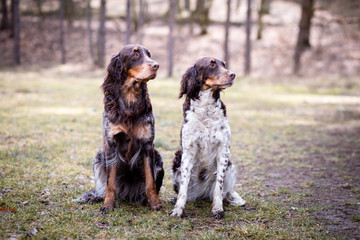 group of dogs in the park