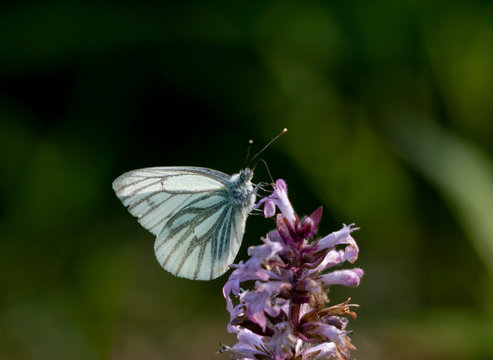 pieris napi - green veined white butterfly