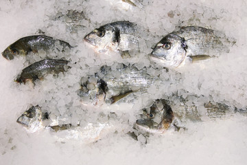 fresh sparus fish on ice top view. many fish on ice selling concept