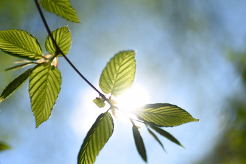 Frühling Baum - Zweig & Blätter