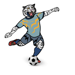 Fototapeta na wymiar Tiger football player is kicking football on white background