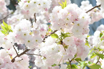 八重桜