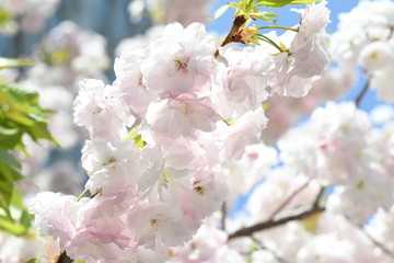 八重桜