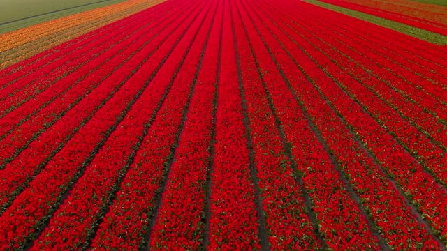 Aerial footage of the red flower-fields of Holland