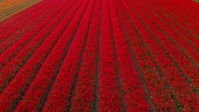 Aerial footage of the red flower-fields of Holland