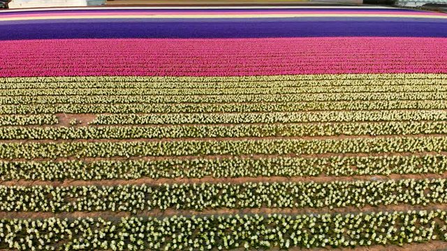Aerial footage of the flower-fields of Holland