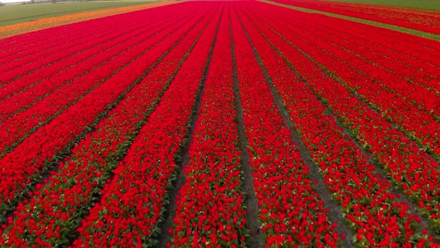 Aerial footage of the red flower-fields of Holland
