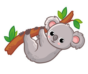 Koala hangs on a tree on a white background. Cute Australian animal in a cartoon style.