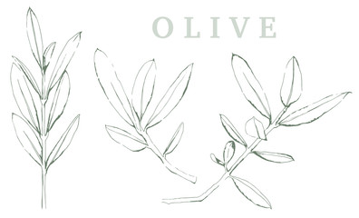 Olivenzweig Illustration auf weißem Hintergrund