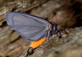Black night moth with red collar sitting on a tree trunk