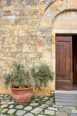 Fototapeta na wymiar olive tree in flower in front of Pieve di Santa Maria Assunta Church, Monteriggioni, Italy